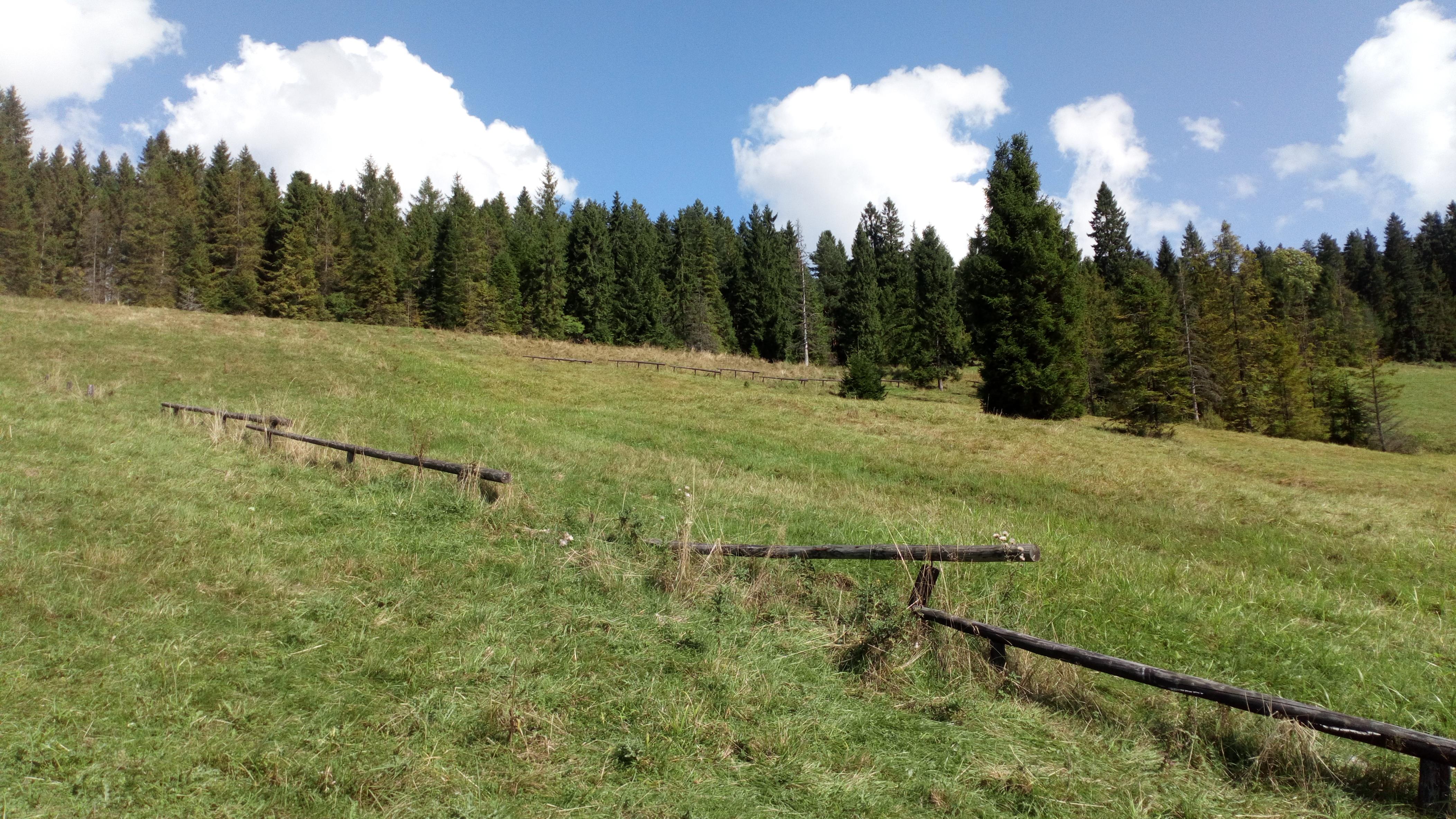 Zdjęcie prezentujące łąkę, na której rosną chronione pierwiosnki. Na pierwszym planie widoczne proste drewniane ogrodzenie, w tle las.
