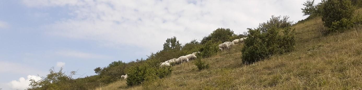 Zdjęcie przedstawiające pasące się na murawie owce