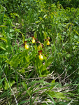 Obuwik pospolity (Cypripedium calceolus) w obszarze Natura 2000 Kalina Mała/RDOŚ Kraków