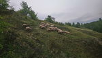 Wypas owiec w obszarze Natura 2000 Komorów (maj 2020)/RDOŚ Kraków